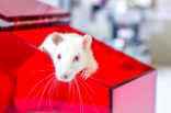Rat dans un box d'euthanasie